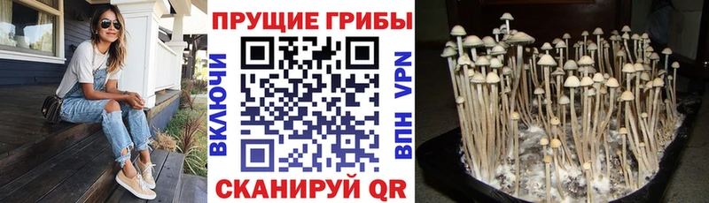 закладки  Ивантеевка  Галлюциногенные грибы Psilocybine cubensis 
